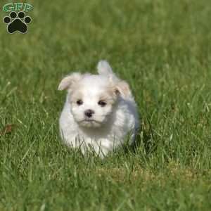 Kinsley, Maltese Puppy